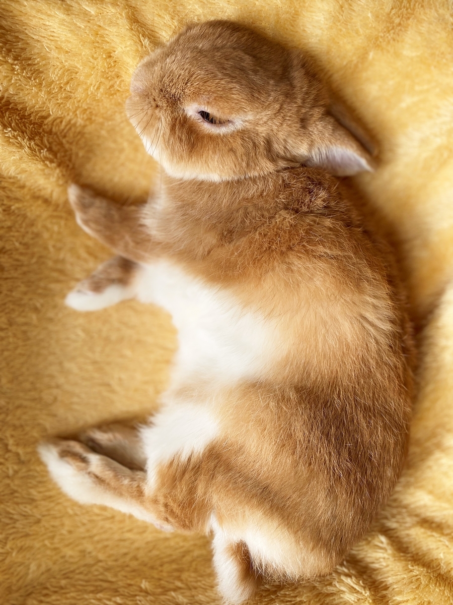 f:id:chipmunksmau:20201220093940j:plain