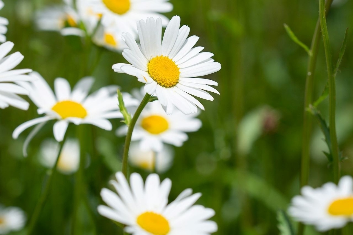 f:id:chipmunksmau:20210101004204j:plain