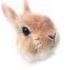 f:id:chipmunksmau:20220125215146j:plain