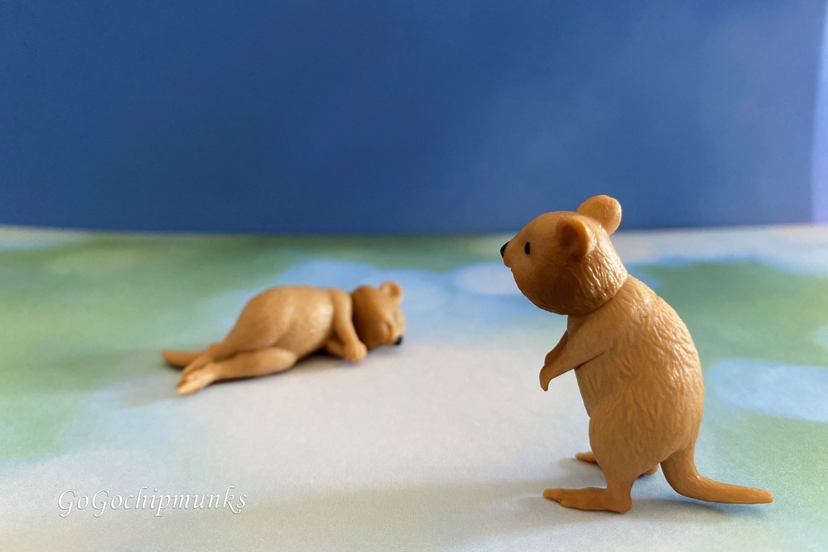 世界一幸せな動物 クアッカワラビー 口角あげてニッコリ ハグルのリーメントミニチュアブログ