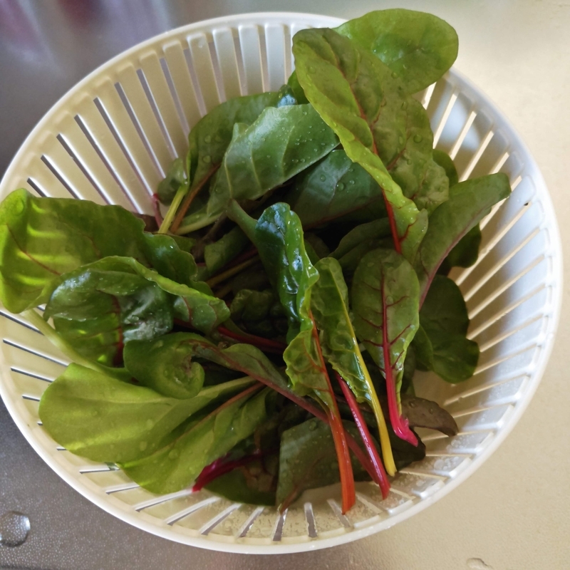 スイスチャード