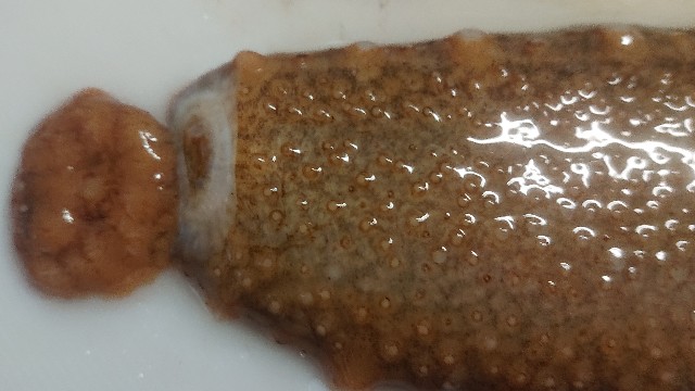 板前レシピ ナマコ 下処理 さばき方 ちっぴぃクッキング