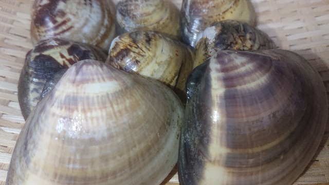 f:id:chippy55:20210304010213j:image f:id:chippy55:20210304010213j:image