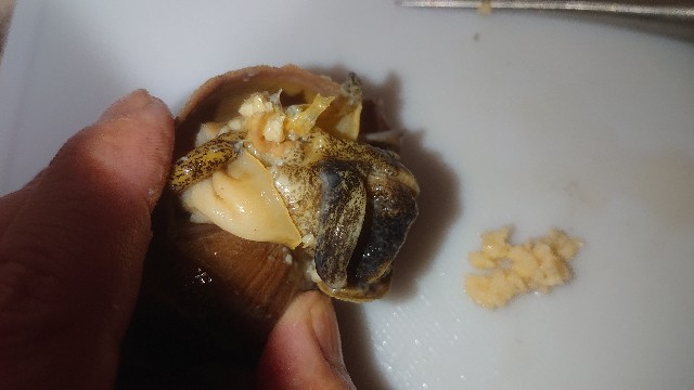 つぶ貝 塩ゆで つぶ貝 塩ゆで