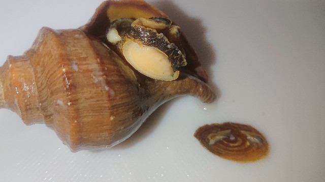 f:id:chippy55:20210312182211j:image f:id:chippy55:20210312182211j:image