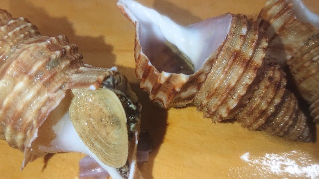 f:id:chippy55:20210312193118j:image f:id:chippy55:20210312193118j:image