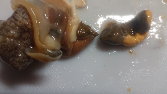 f:id:chippy55:20210314012938j:image f:id:chippy55:20210314012938j:image