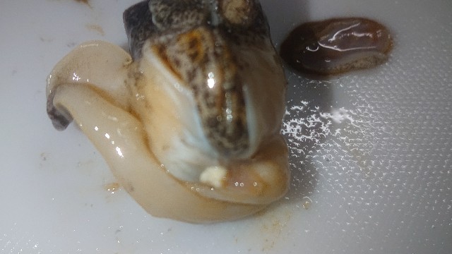 f:id:chippy55:20210314014014j:image f:id:chippy55:20210314014014j:image