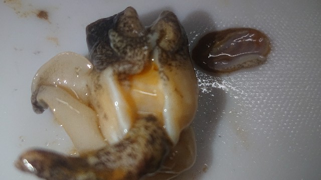 f:id:chippy55:20210314014345j:image f:id:chippy55:20210314014345j:image