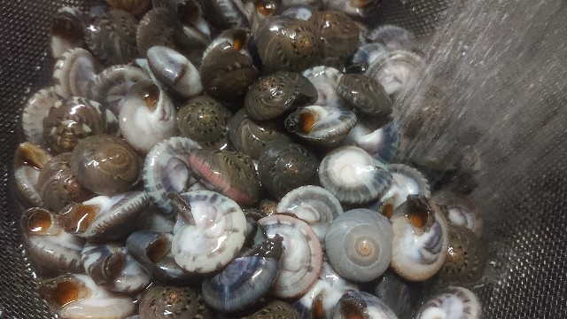 板前レシピ ナガラミ シッタカ 塩茹で 一手間加えた塩茹での作り方 ちっぴぃクッキング