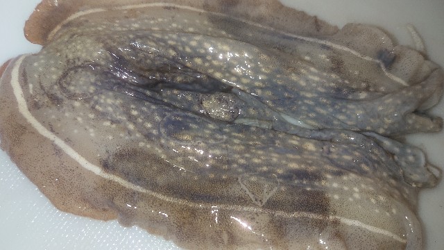 板前レシピ コウイカ スミイカ さばき方 ちっぴぃクッキング