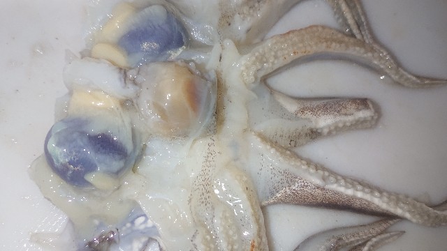 板前レシピ コウイカ スミイカ さばき方 ちっぴぃクッキング