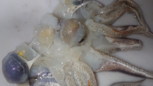 板前レシピ コウイカ スミイカ さばき方 ちっぴぃクッキング