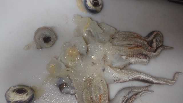 板前レシピ コウイカ スミイカ さばき方 ちっぴぃクッキング