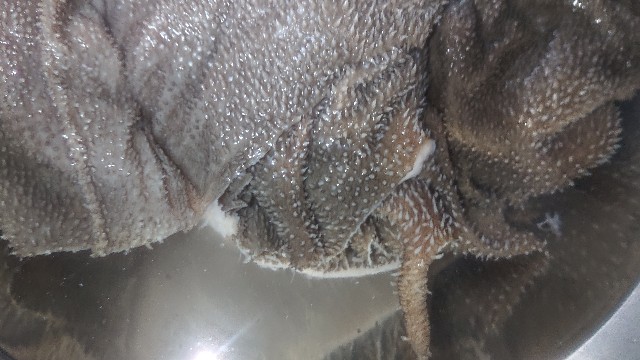 f:id:chippy55:20210429193645j:image