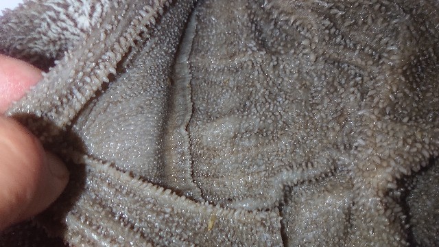 f:id:chippy55:20210503193430j:image