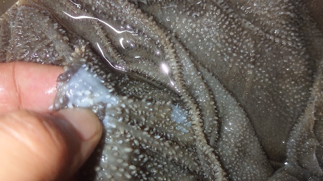 f:id:chippy55:20210503194714j:image