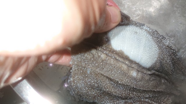 f:id:chippy55:20210503194950j:image