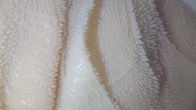 f:id:chippy55:20210503195550j:image