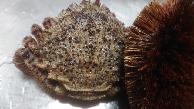 f:id:chippy55:20210517125934j:image f:id:chippy55:20210517125934j:image