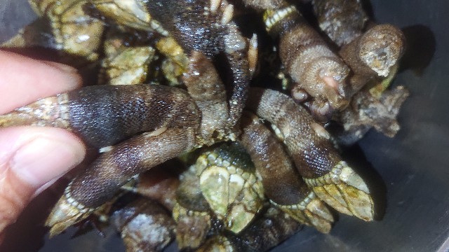 f:id:chippy55:20210615052101j:image f:id:chippy55:20210615052101j:image