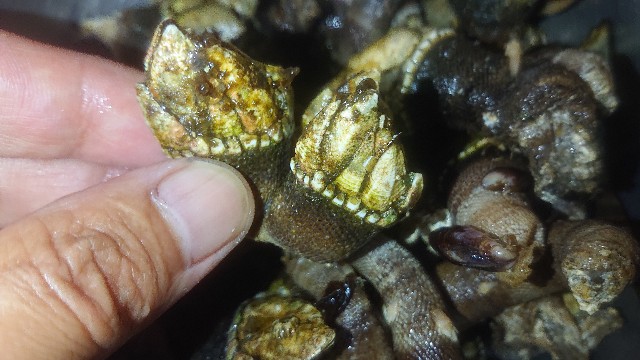 f:id:chippy55:20210615052121j:image f:id:chippy55:20210615052121j:image