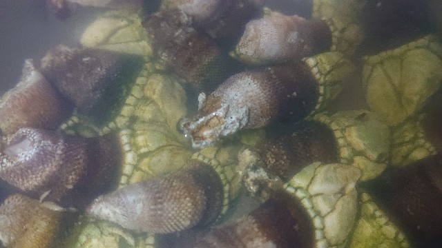 f:id:chippy55:20210616180354j:image f:id:chippy55:20210616180354j:image