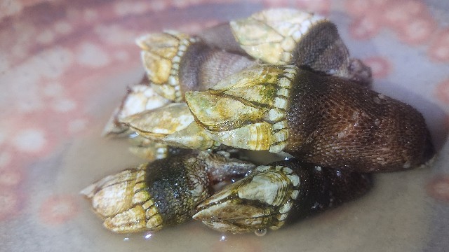 f:id:chippy55:20210616182001j:image f:id:chippy55:20210616182001j:image