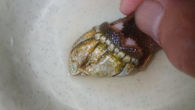 f:id:chippy55:20210616182549j:image f:id:chippy55:20210616182549j:image