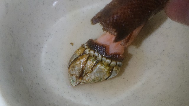 f:id:chippy55:20210616182609j:image f:id:chippy55:20210616182609j:image