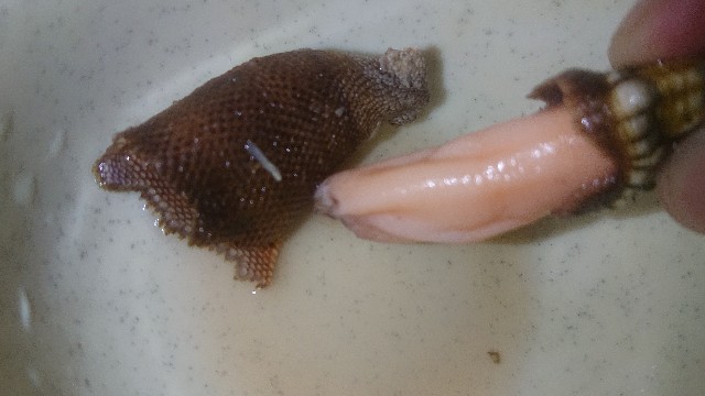 f:id:chippy55:20210616182631j:image f:id:chippy55:20210616182631j:image