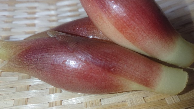 f:id:chippy55:20210701204301j:image