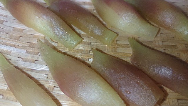 f:id:chippy55:20210701211431j:image