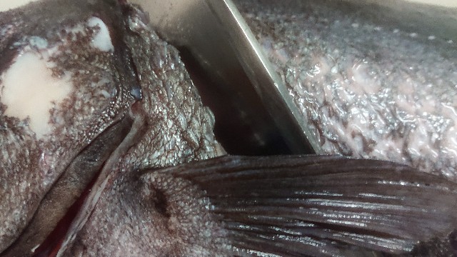 板前レシピ コショウダイ さばき方 おろし方 ちっぴぃクッキング