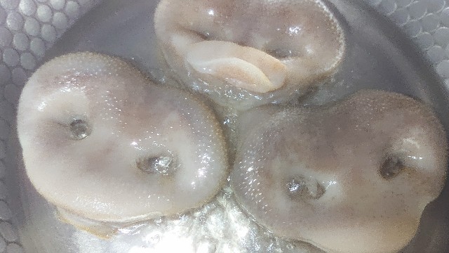 板前レシピ 豚鼻 ハナブク 煮付け レシピ 作り方 ちっぴぃクッキング