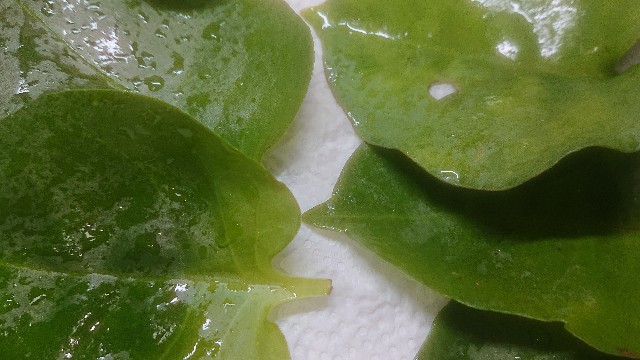 f:id:chippy55:20210905071144j:image