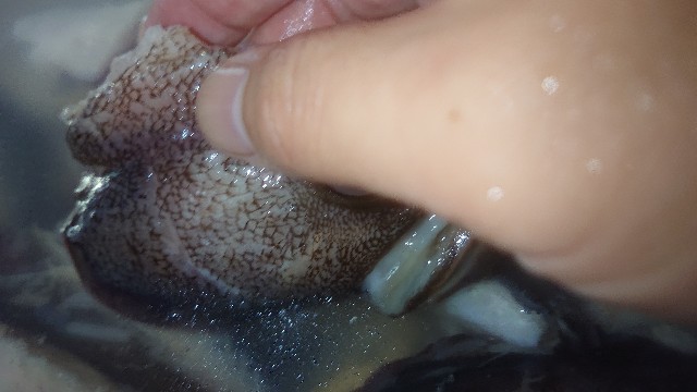 f:id:chippy55:20210915153213j:image f:id:chippy55:20210915153213j:image