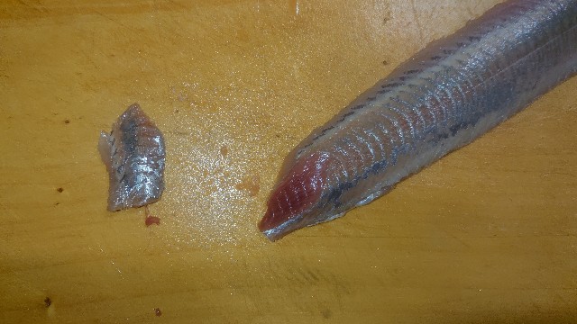 板前レシピ 鰯 いわし ウルメイワシ さばき方 手開き 刺身 作り方 ちっぴぃクッキング