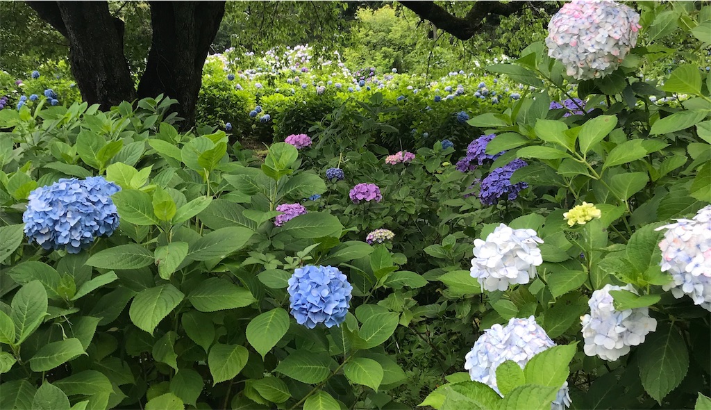 f:id:chiquitan:20190708190157j:image f:id:chiquitan:20190708190157j:image