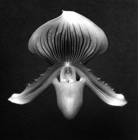 Orchid, 1988 - Mapplethorpe