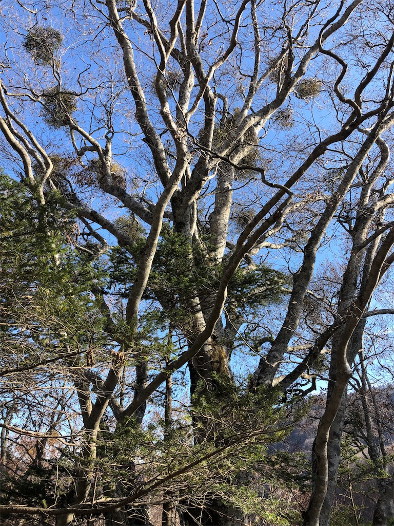 f:id:chirl0301:20181202112240j:image f:id:chirl0301:20181202112240j:image