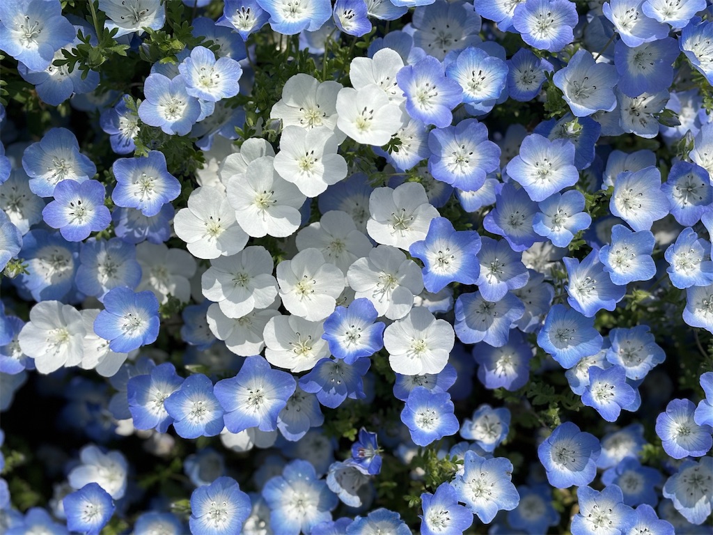 f:id:chirl0301:20250420084320j:image