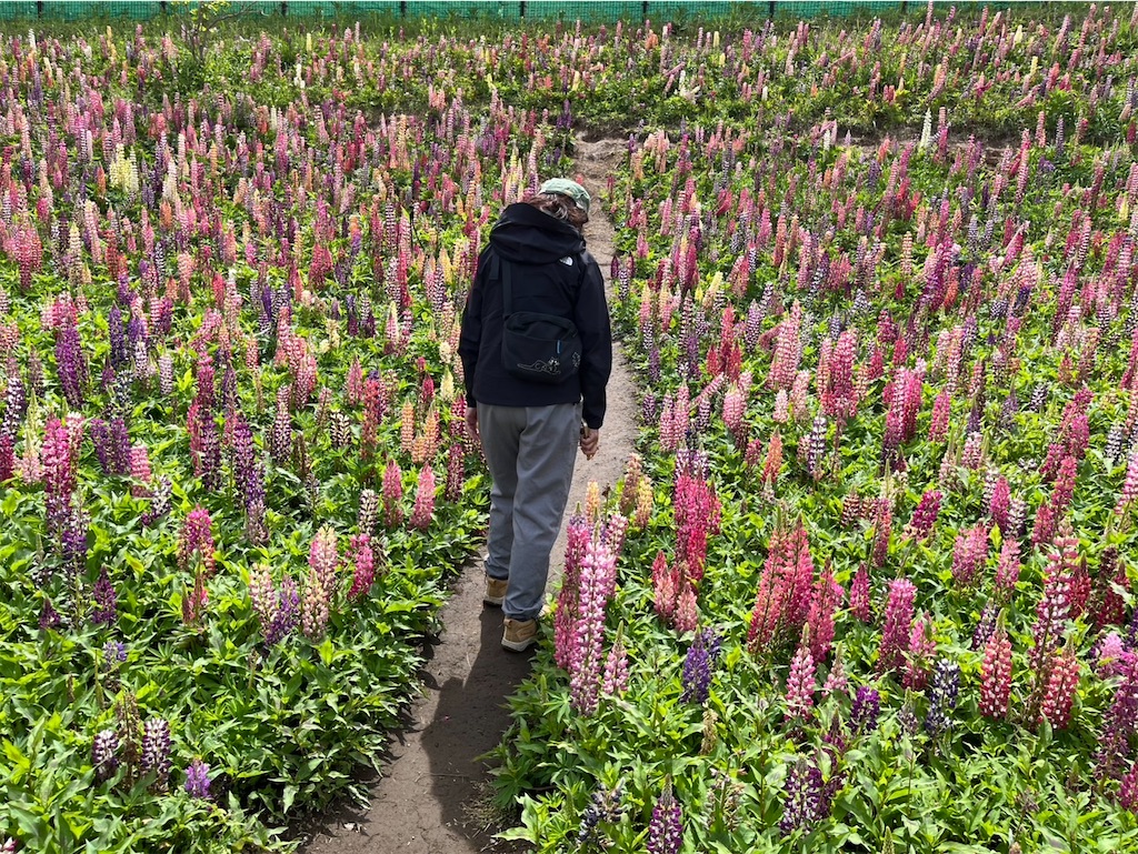 f:id:chirl0301:20250505221142j:image