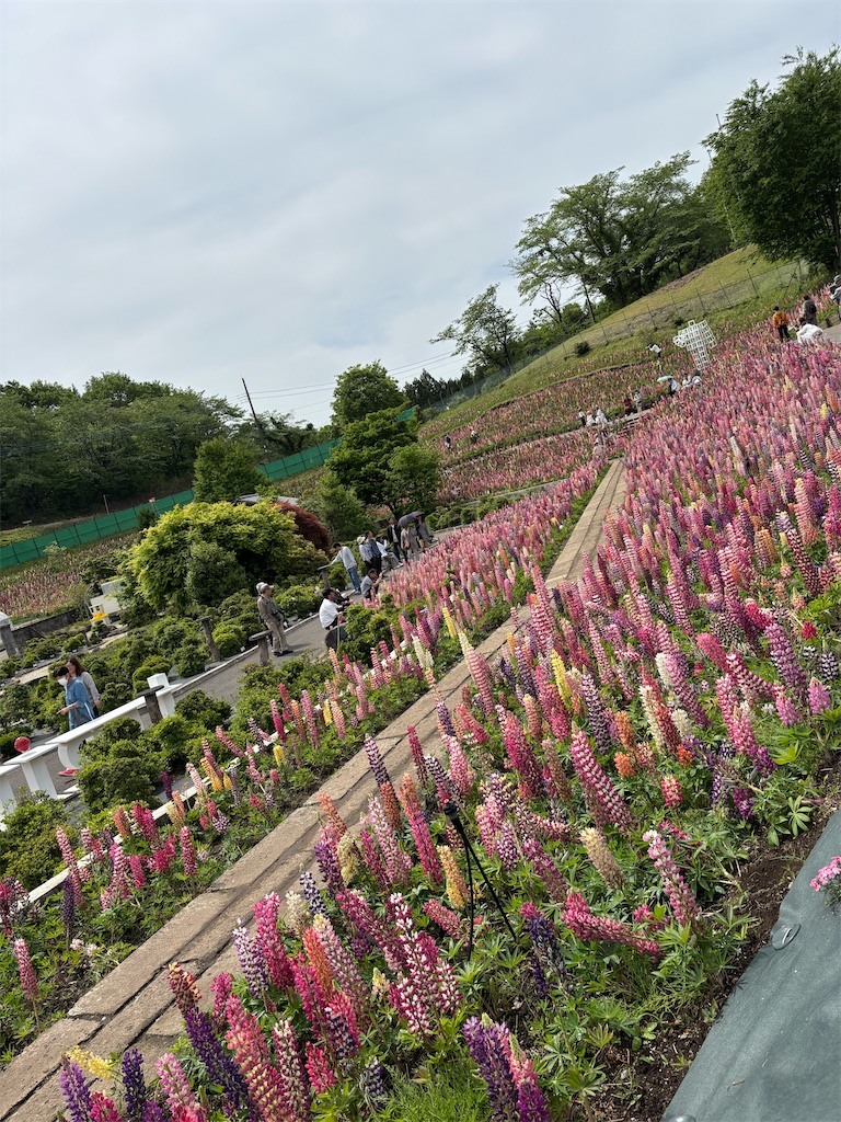 f:id:chirl0301:20250506083802j:image