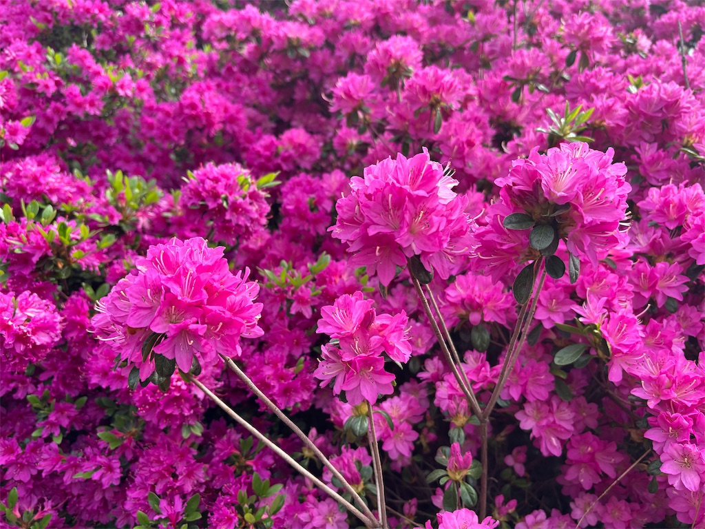 f:id:chirl0301:20260419110100j:image f:id:chirl0301:20260419110100j:image