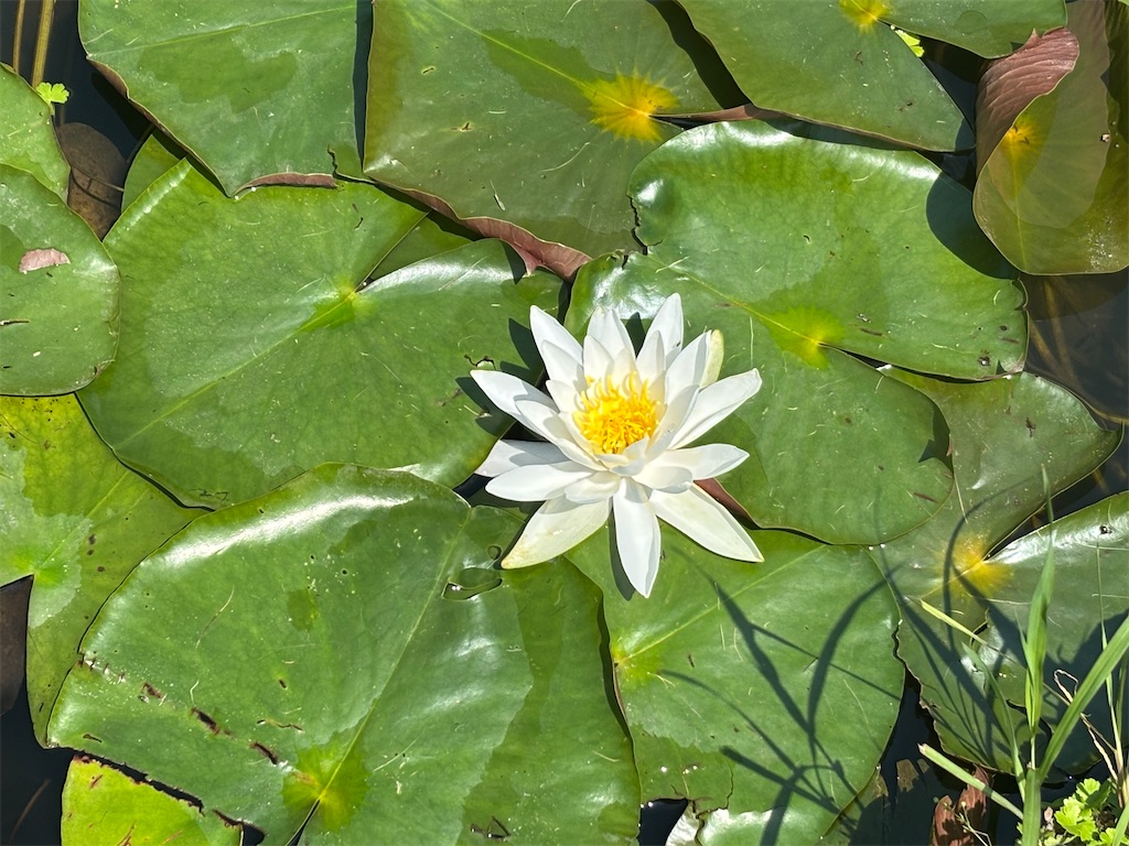f:id:chirl0301:20260614101540j:image f:id:chirl0301:20260614101540j:image