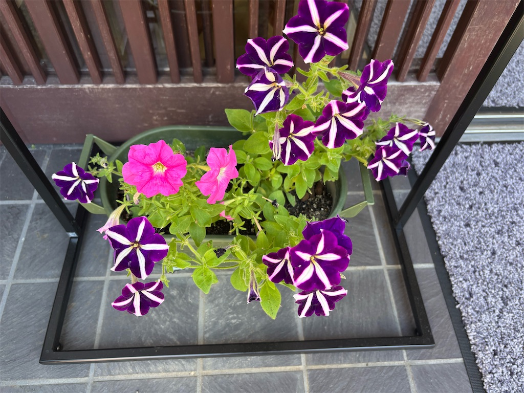 f:id:chirl0301:20260726115315j:image f:id:chirl0301:20260726115315j:image