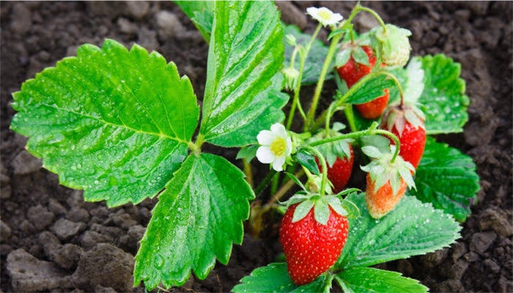 f:id:chirons:20180917020608j:image