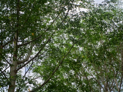 f:id:chirorin-mura:20191202201041j:plain