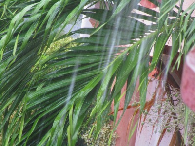 f:id:chirorin-mura:20200729180424j:plain f:id:chirorin-mura:20200729180424j:plain